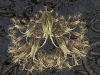 spinobifidae-041