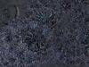 spinobifidae-046