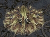 spinobifidae-053