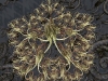 spinobifidae-063