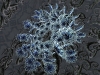 spinobifidae-002
