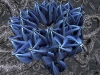 spinobifidae-004