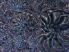 spinobifidae-013