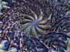 spinobifidae-035
