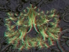 spinobifidae-041
