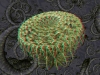 spinobifidae-044