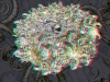 spinobifidae-051