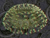 spinobifidae-052