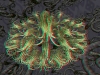 spinobifidae-053