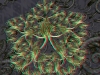 spinobifidae-063