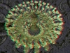 spinobifidae-001