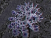 spinobifidae-002