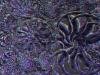 spinobifidae-013