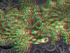 spinobifidae-014