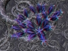 spinobifidae-036