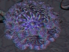 spinobifidae-037