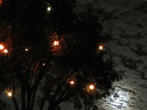 Halloween Tree at Moonset 2