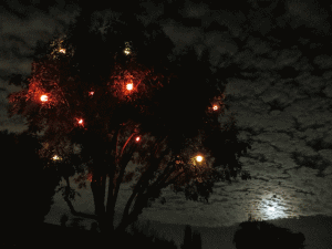 Halloween Tree at moonset