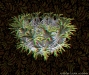 illucium10