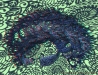illucium19