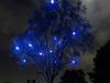 Blue August Lights
