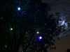 Magic Tree at night.