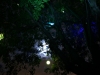 Magic Tree under the moon.