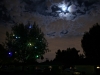 Magic Tree under the moon.