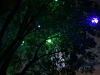 Magic Tree at night.