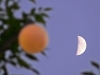 Meadowbrook Magic Tree beneath a first-quarter moon.